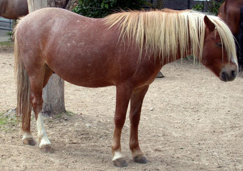 Anadolu Pony
