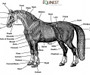 Horse Anatomy