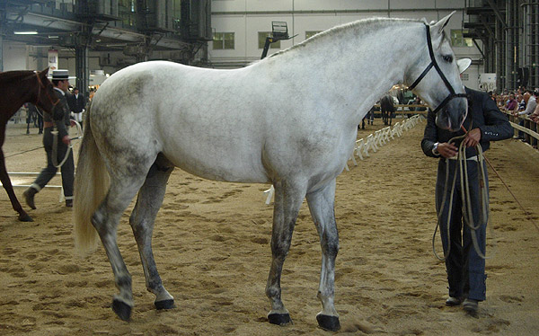 Andalusian Horse