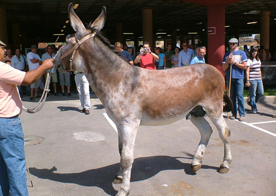 Andaluz Donkey - Cordovan