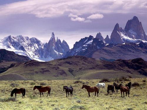Andean Horse