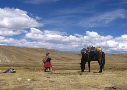 Andean Horse