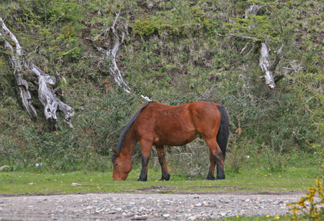 Andean Horse