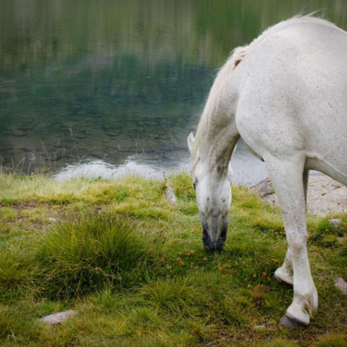 Horse in Andorra