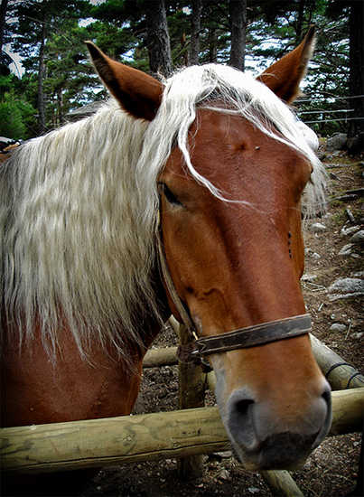 Horse in Andorra