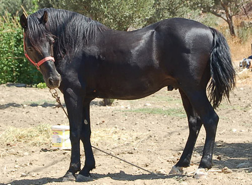 Andravida Horse