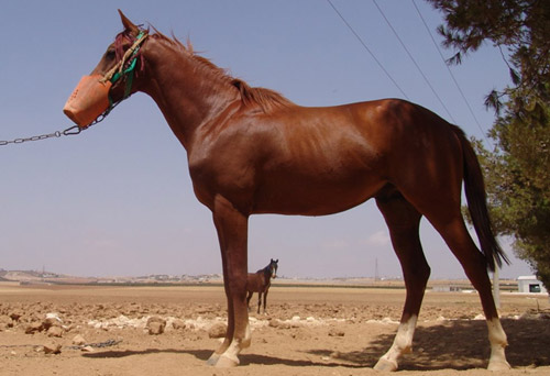Anglo-Arabian Horse