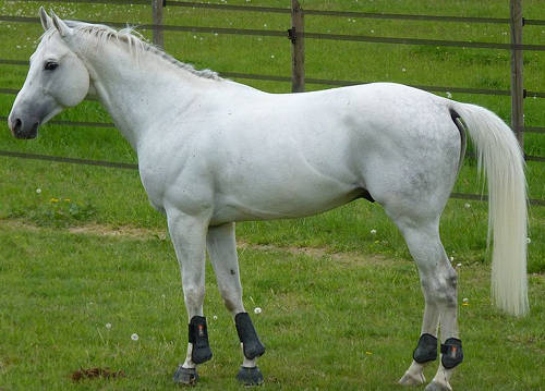 Anglo-Arabian Horse