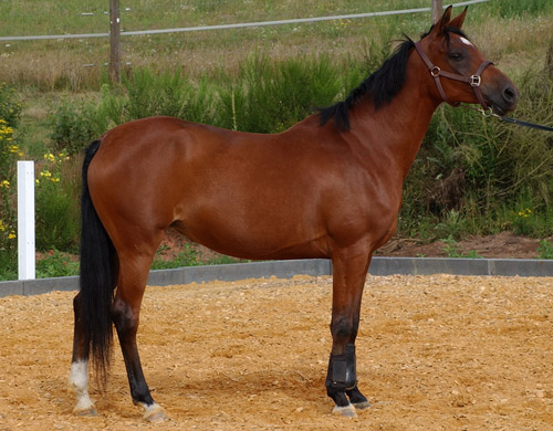 Anglo-Arabian Horse