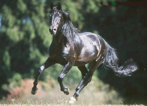 Anglo-Kabarda Horse