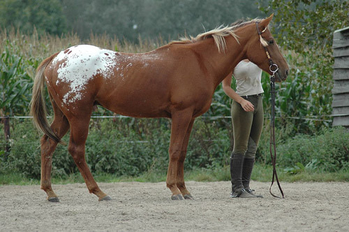 Appaloosa Horse Appaloosa Horse