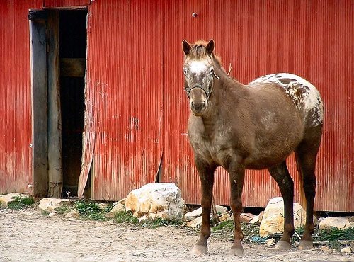 Appaloosa Horses Appaloosa Horses