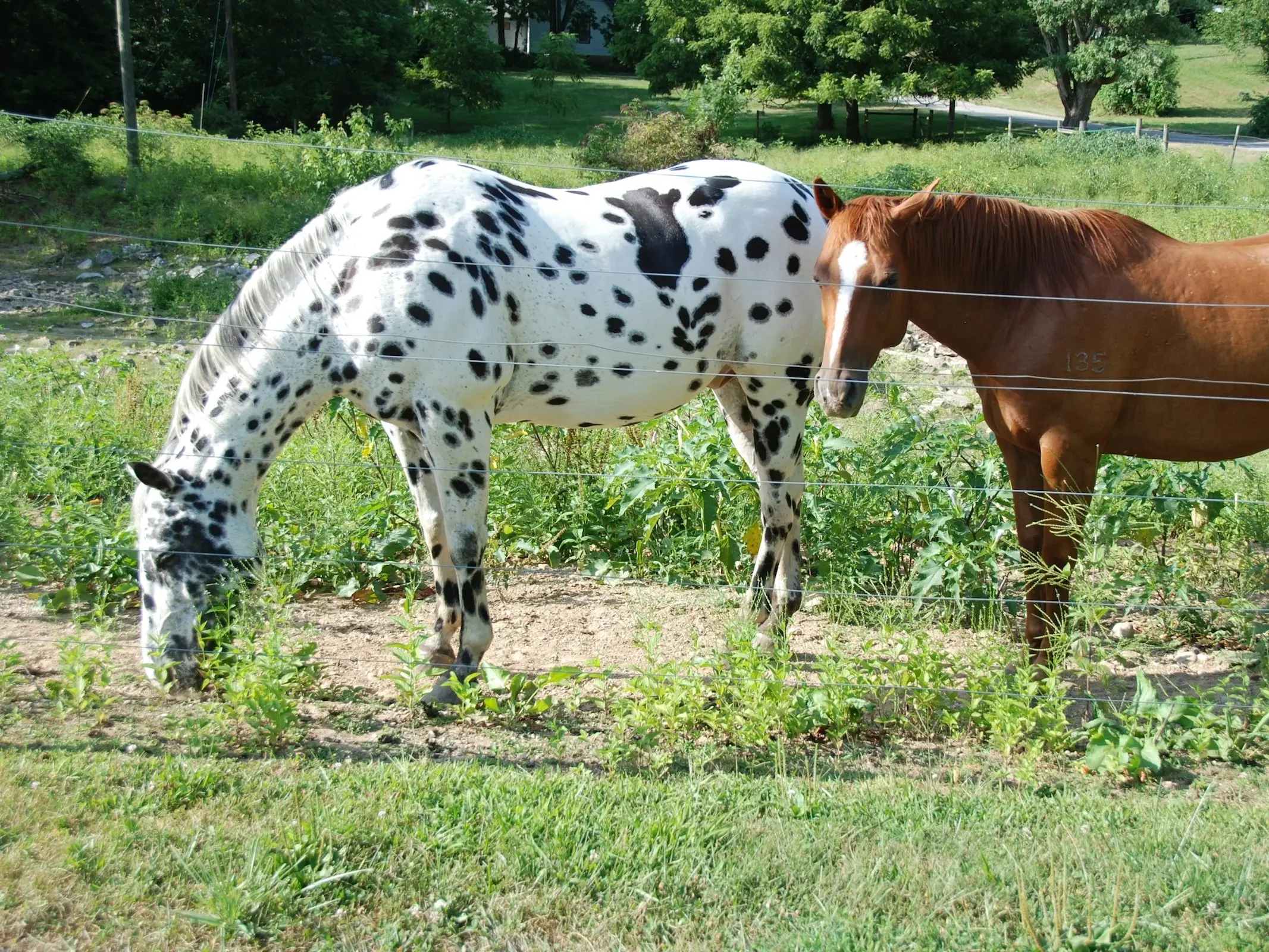 Mosaic horse