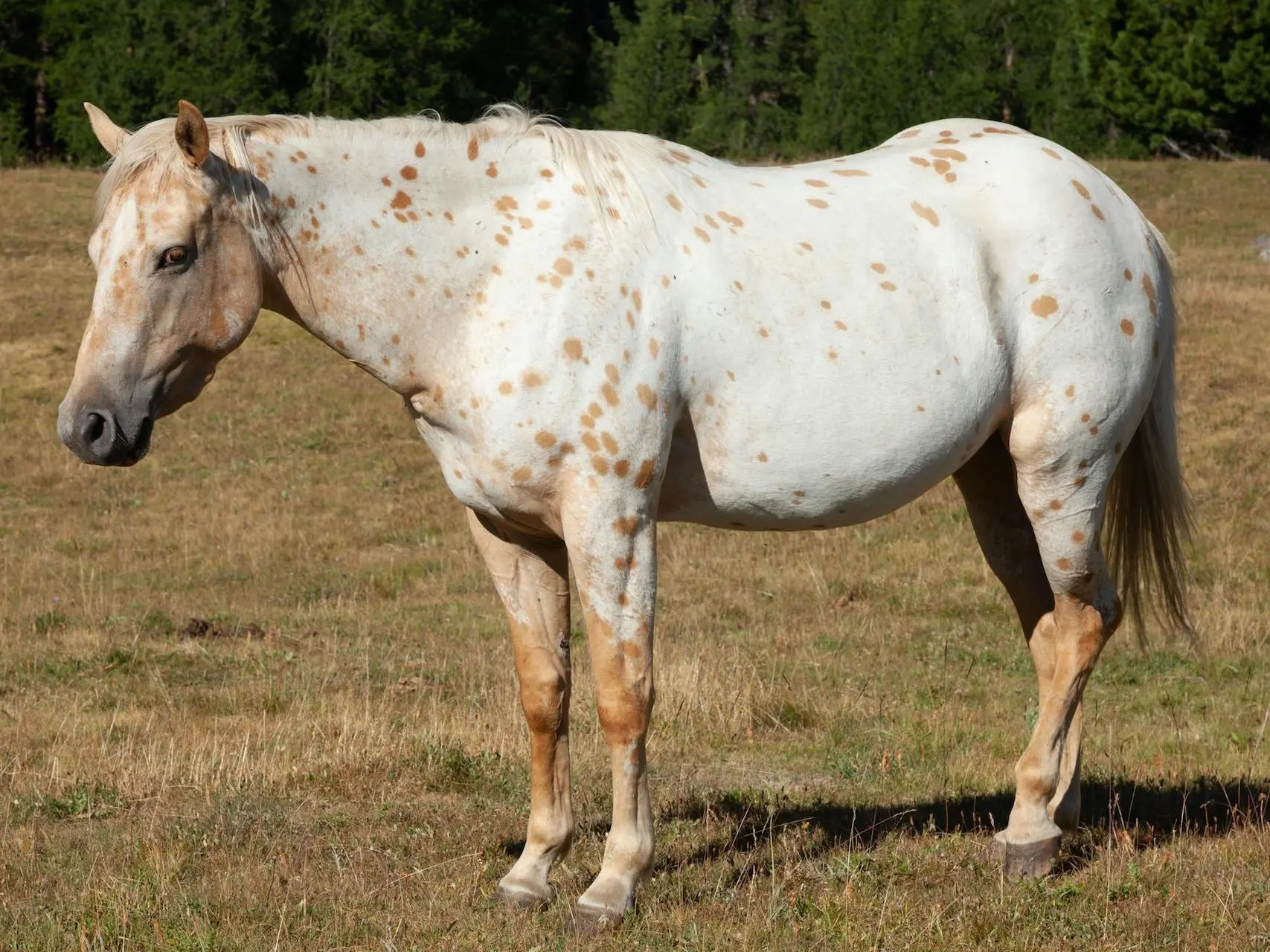 Roan cream