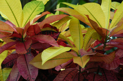 Apple leaf croton