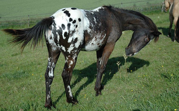 Appaloosa Horse