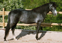Arabian-Berber