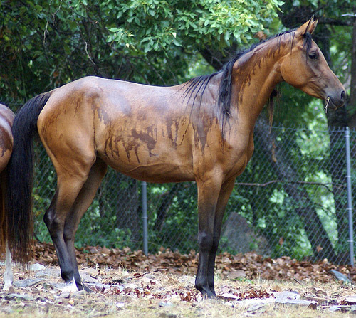 Arabian Horse Arabian Horse