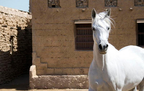 Arabian Horse Proverb