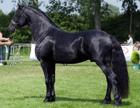 Arabo-Friesian