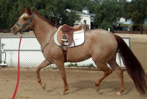 Arappaloosa Horse