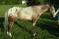 AraAppaloosa