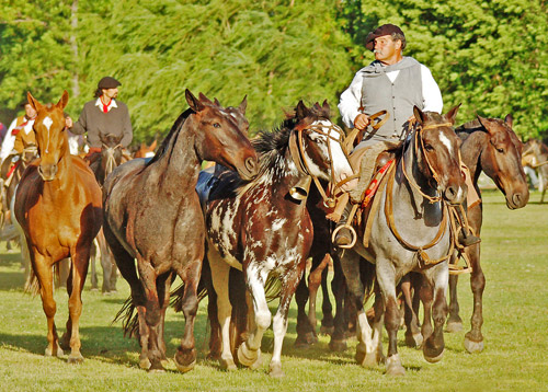 Argentine Criollo Horse