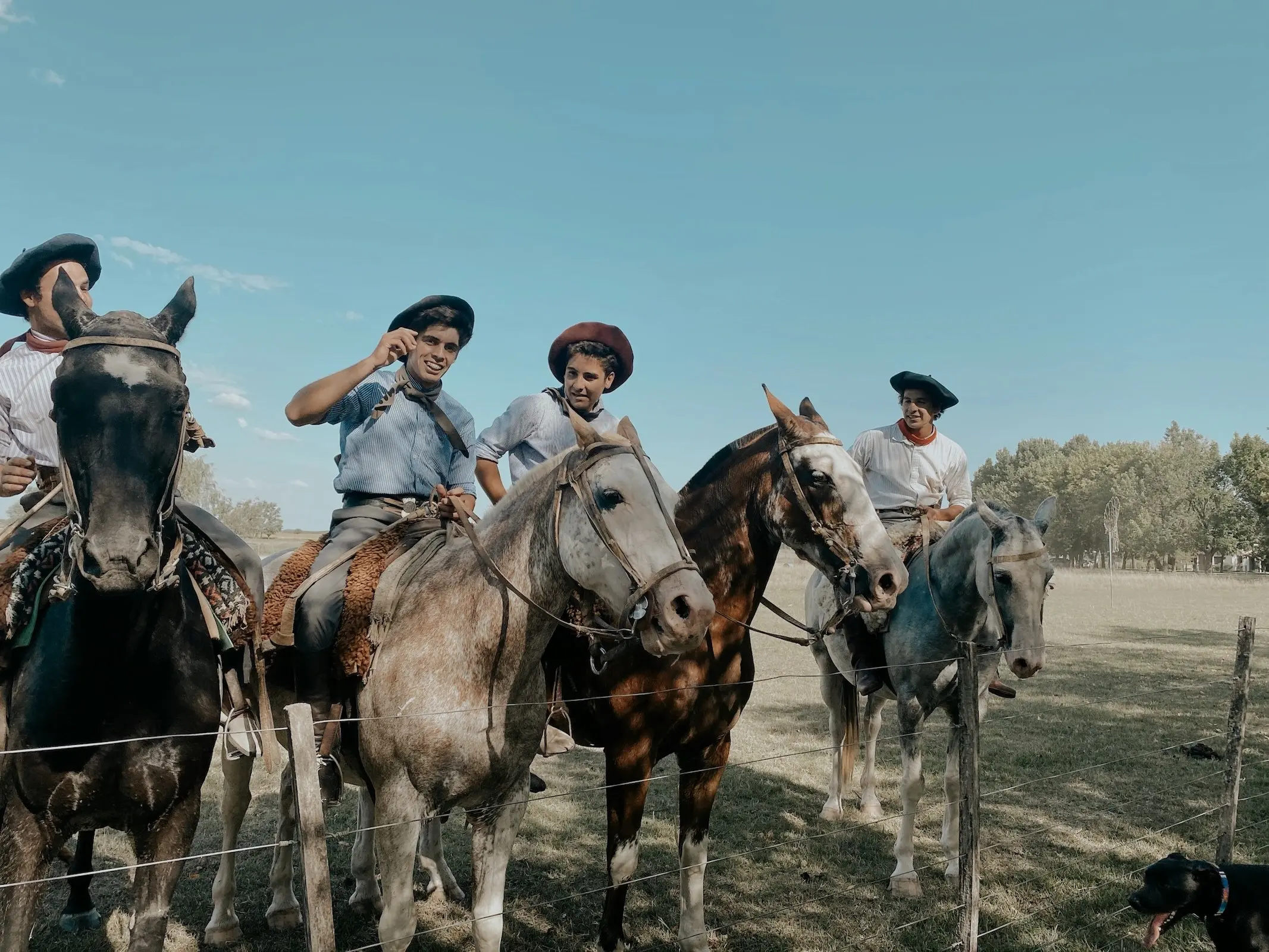 Argentine Criollo Horse