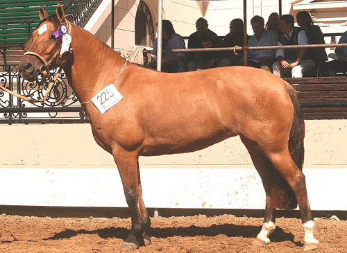 Argentine Criollo Horse