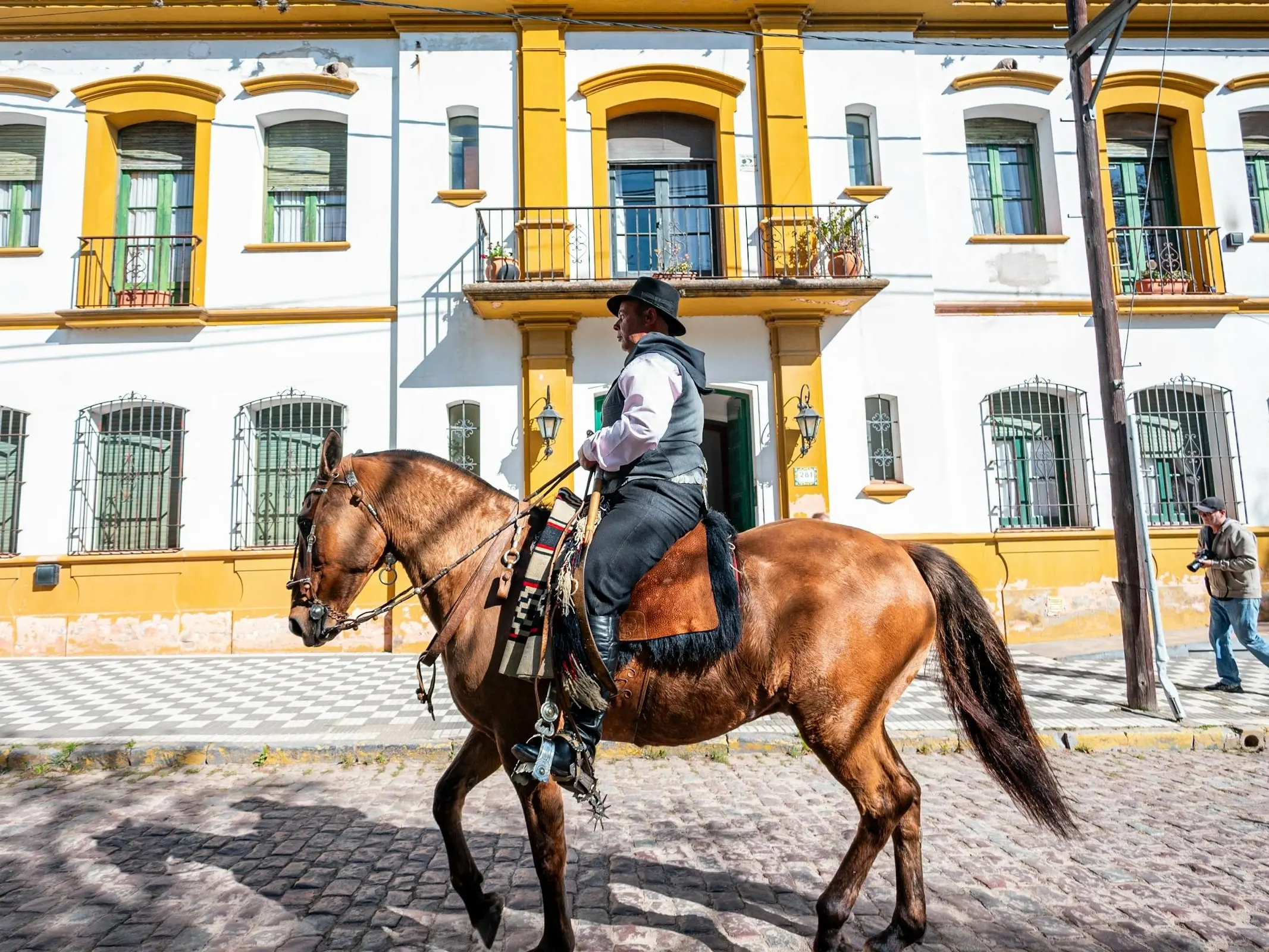 Argentine Criollo Horse