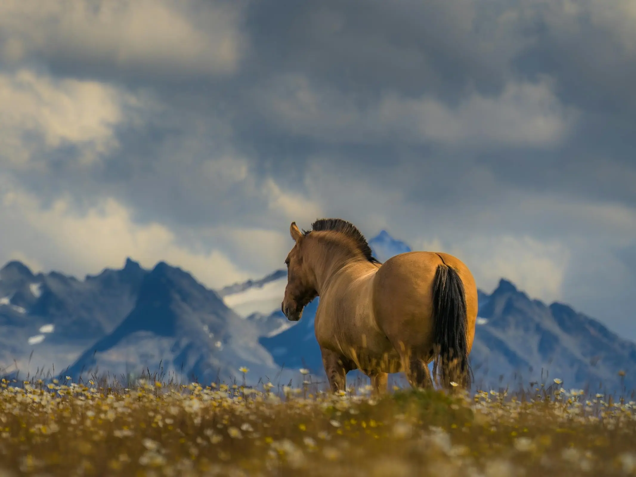 Argentine Criollo Horse