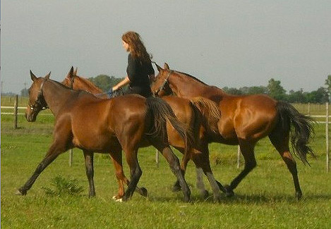 Argentine Polo Pony
