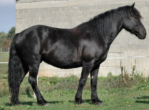 Ariègeois Pony