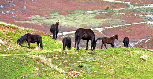 Ariègeois Pony