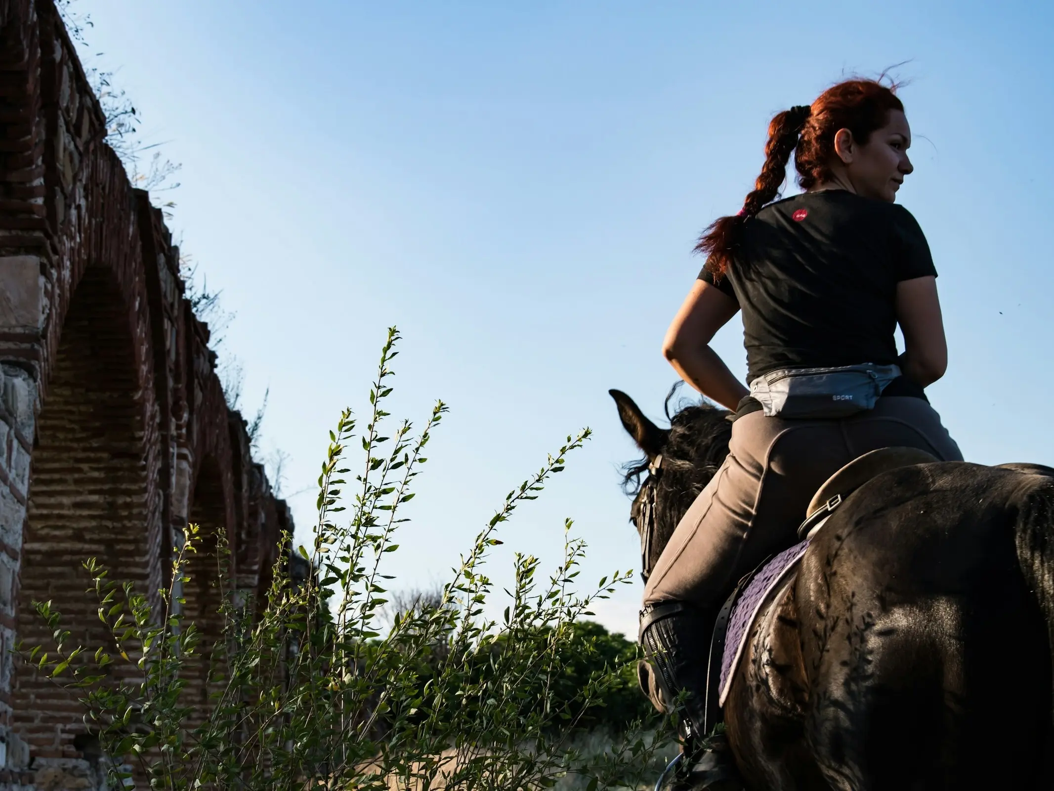 Arravani Horse