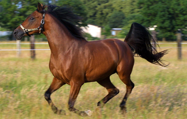 Asil Horse