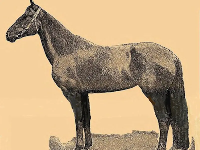 Astrakhan Horse