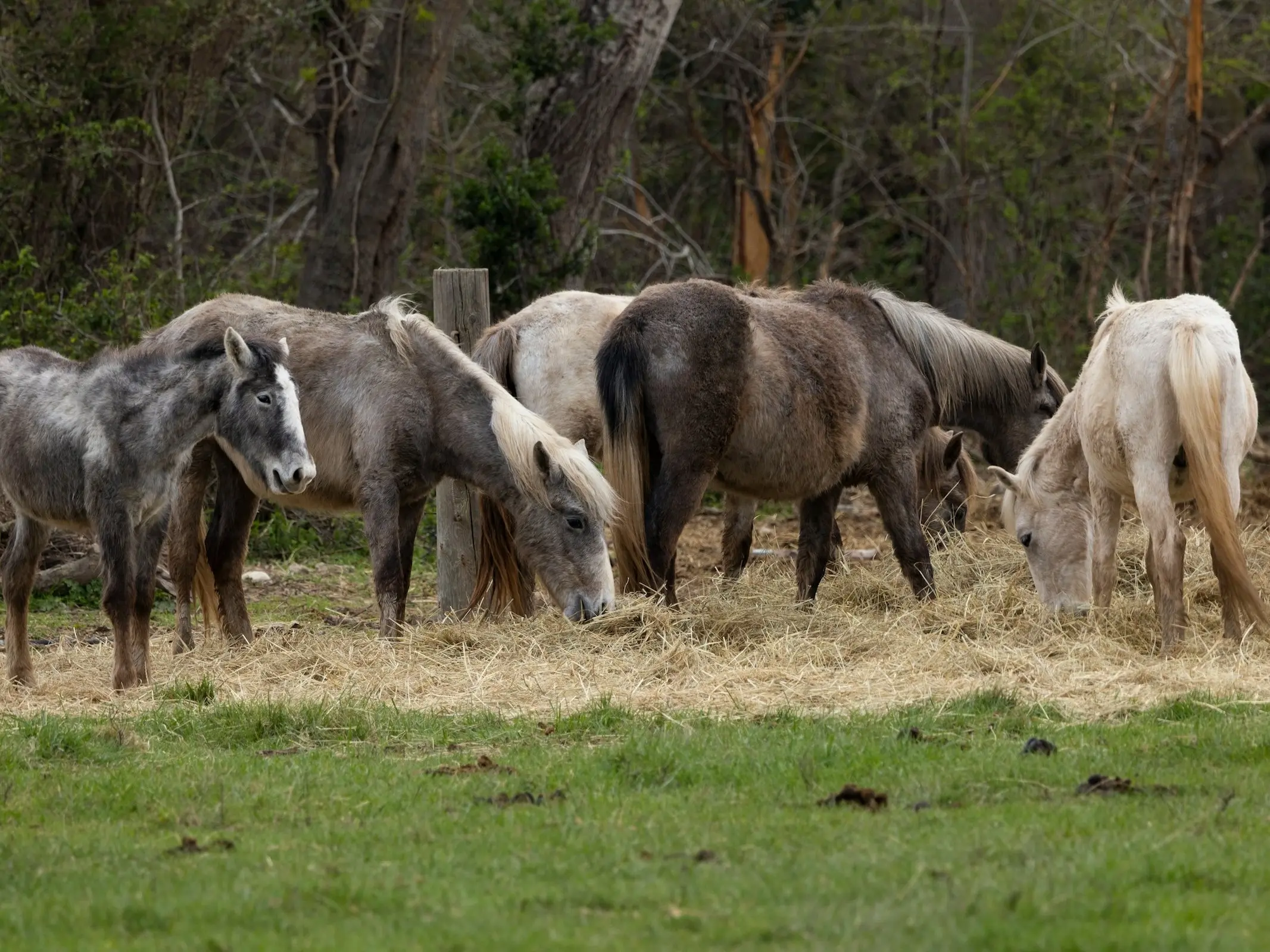 Horse