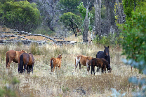 Wild Horses in Australia