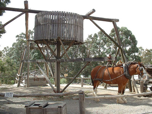 Horse in Australia