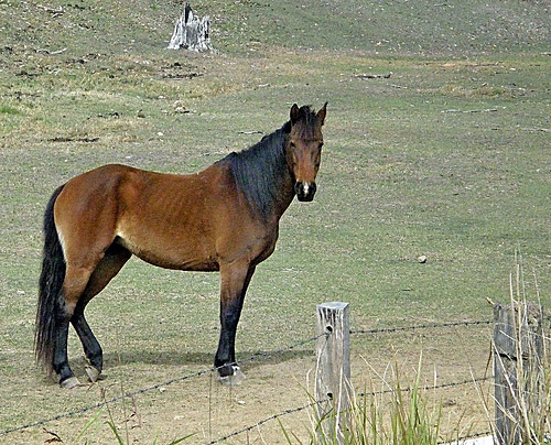 Horse in Australia