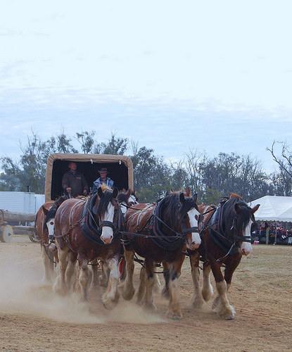 Horses and wagon in Australia
