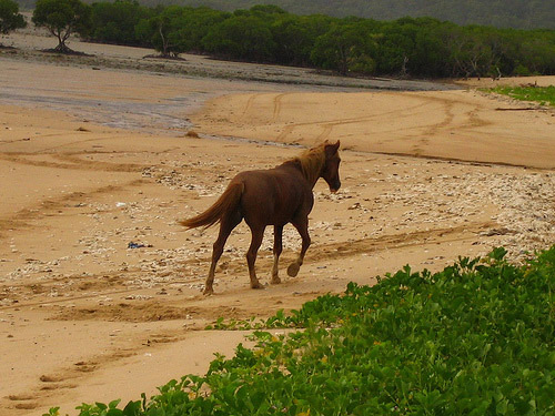 Horse in Australia