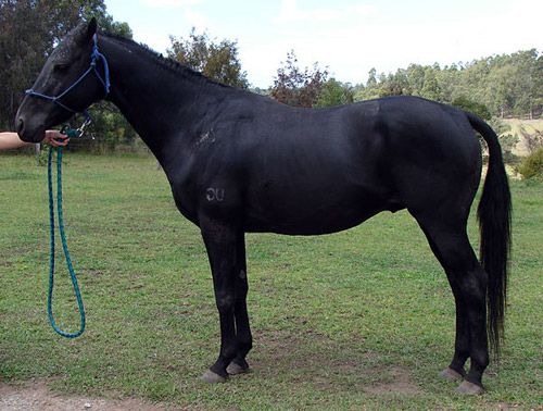 Australian Stock Horse Australian Stock Horse