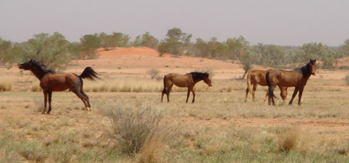 Australian Brumby