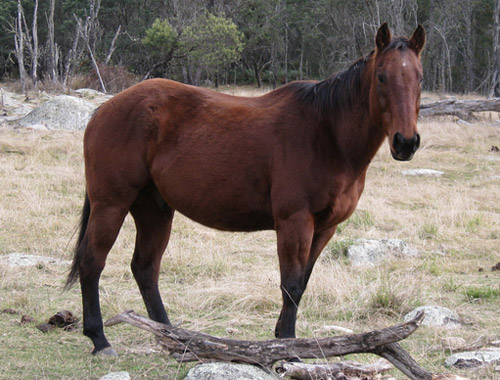 Australian Brumby