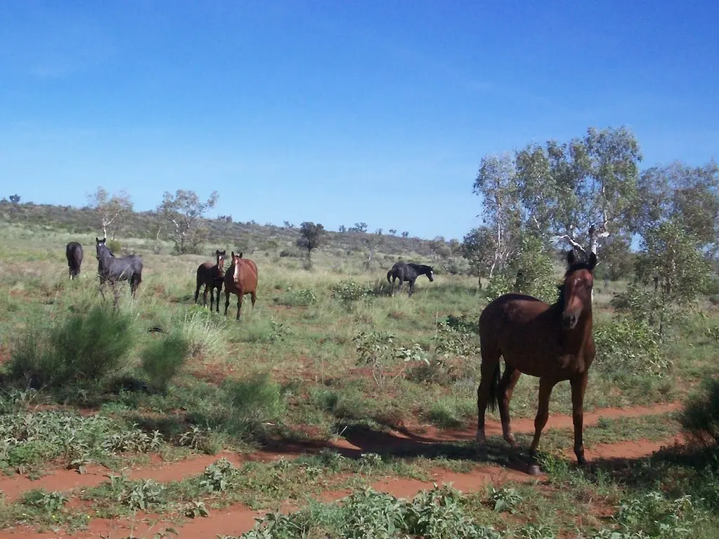 Australian Brumby Horse
