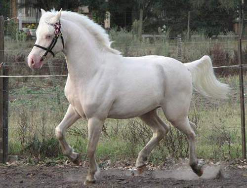 Australian Pony