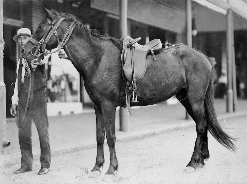 Australian Stock Horse