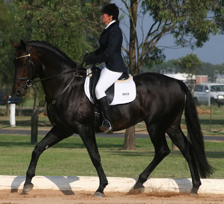 Australian Warmblood Australian Warmblood